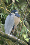 Boat-billed Heron    